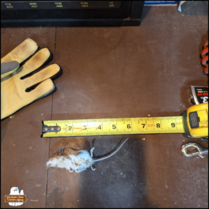 dead mouse supine (belly up) on a surface next to a measuring tape showing it is approximately six inches nose to tail end.