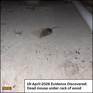 Pixelated dead mouse on a cement floor; caption: 19-April-2026 Evidence Discovered - dead mouse under rack of wood