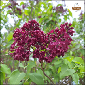 lilacs blooming