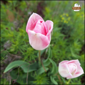 pink and white tulips blooming