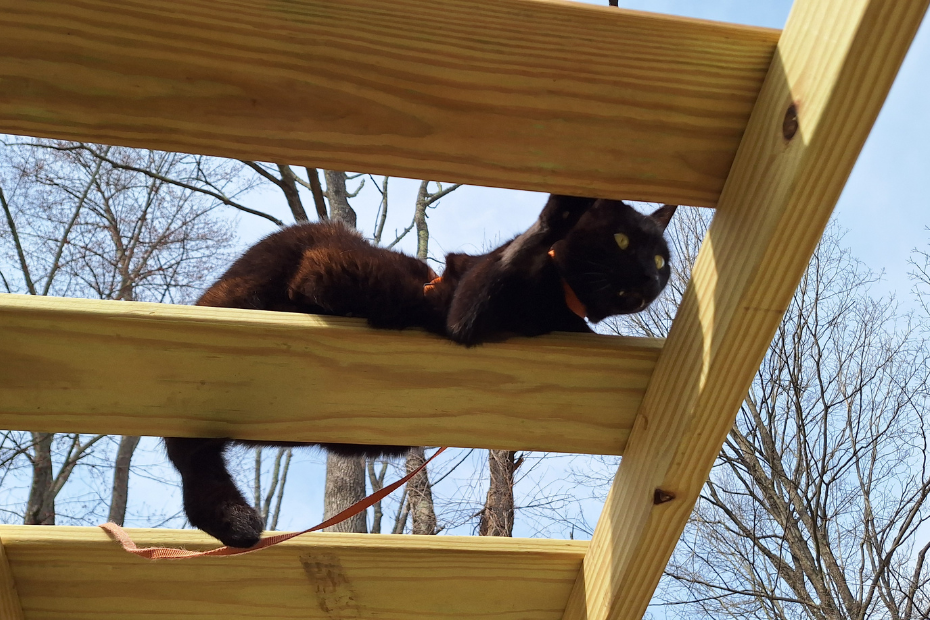 black cat Gus lounging on the new wide-plank bridge at the pinnacle of the renovated cat fort