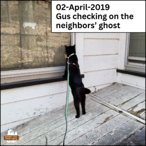 April 2, 2019 young black cat Gus standing up on a slanted storm door to look in a window at a house where the people died "checking on neighbors' ghost".