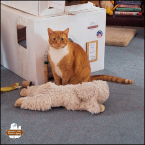 orange tabby with white tuxedo, Ollie, sitting up politely in front of his elaborate cardboard office and behind a long lamb toy.