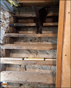 black cat Gus looking over his shoulder while at the top of old wooden stairs in dirt