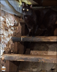 black cat Gus with fangs showing at the top of old wooden stairs in dirt