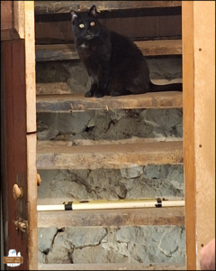 black cat Gus sitting in the middle of the old wooden stairs in dirt
