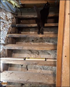 black cat Gus standing near the top of the old wooden stairs investigating what could be up there.