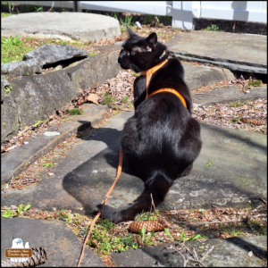 black cat Gus wearing his harness sitting outside on slate pavers, looking over his shoulder.