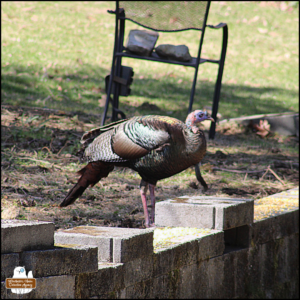 a large wild turkey standing by a short cinder block wall