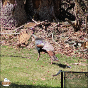 a large wild turkey walking through the grass near woods