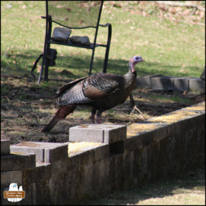 a large wild turkey standing by a short cinder block wall