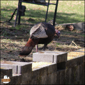 a large wild turkey standing by a short cinder block wall