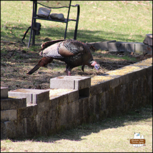a large wild turkey standing by a short cinder block wall eating corn kernels