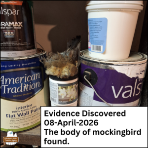 Caption: "Evidence Discovered 08-April-2026 The body of mockingbird found." The dehydrated, naturally mummified head of the northern mockingbird corpse found in the cellar between paint cans on a wooden shelving unit.