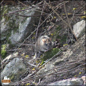 a brown rat approaching over mossy rocks and sticks