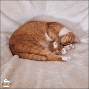 Oliver curled up with one eye slightly open as he sleeps on a white blanket. Adorable white mittens and pink toe beans visible.