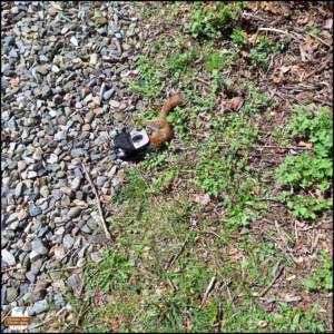 Looking down where gravel meets grass, a little red squirrel dead in a rat trap.