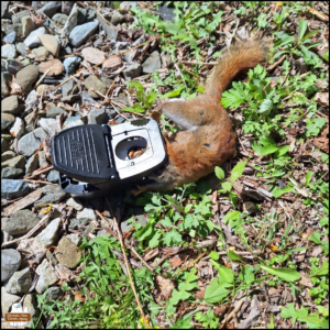 close up, Looking down where gravel meets grass, a little red squirrel dead in a rat trap.
