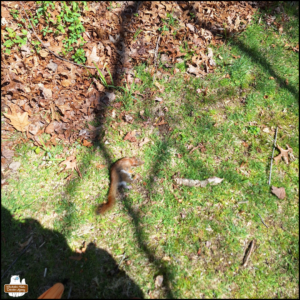 Looking down at the grass, a little red squirrel dead having been removed from the rat trap that killed it.