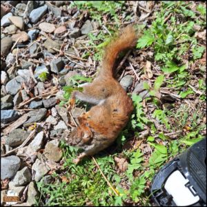 where the gravel meets the grass, close up of the little red squirrel and its injuries from being killed by the rat trap