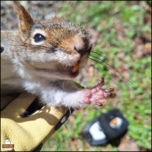 close up on the squirrel's face and one front paw as Amber's gloved hand holds the stiff, dead red squirrel to face the camera without its injuries being obvious.