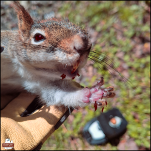 the same photo as one of the others but showing the squirrel's eye is crimson, it's top teeth are long and pointy and dripping with blood, there are more vampire squirrel / squirrelpyre / vampuirrel: blood stains on its bottom jaw; the sharp claws are also dripping with blood; the color of the photo overall has deeper red, ruddy tones.