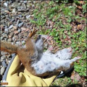 Amber's gloved hand holding the stiff, dead red squirrel belly-up without its injuries being obvious.