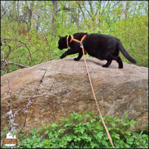 black cat Gus stalking along the top of the Big Rock