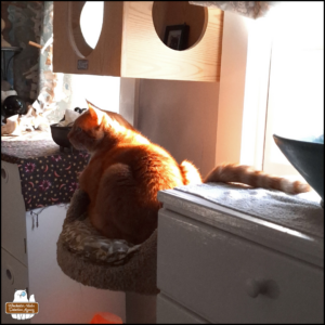 Oliver awake and comfortable in a cat tower basking in the sunrise.