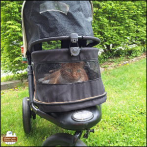orange and white cat with green eyes, Oliver, in his stroller lying down comfortably and watching out the front screen.