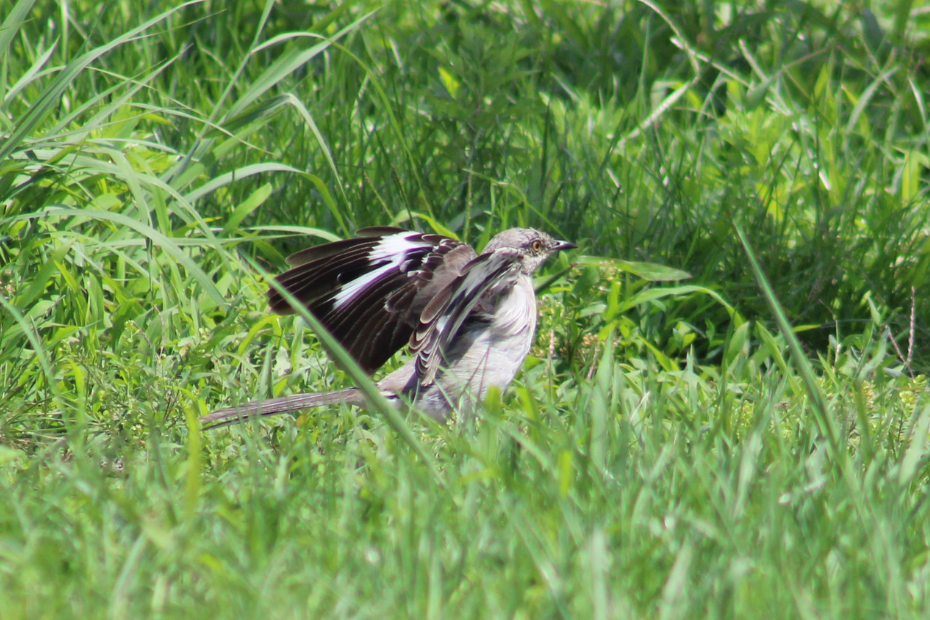 northern mockingbird with wings open standing in grass