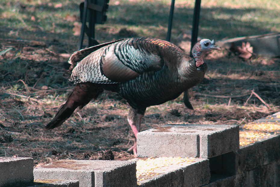 a large wild turkey standing by a short cinder block wall