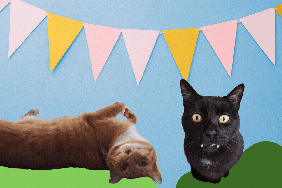 Year 10 in bold letters types across the image. Orange cat Ollie is belly up against a green blob shape. Black cat Gus is looking up with his face close to the camera and sitting on a green blob shape. The background is blue with party pennants hanging.