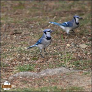 two blue jays on the ground where one is in the center and focused while the one in the background is out of focus