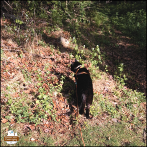 black cat Gus wearing his harness and leash on the ground staring into the weeds and leaves