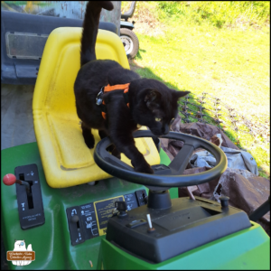black cat Gus on a green and yellow lawn tractor standing on the seat and reaching his front paws to the steering wheel.