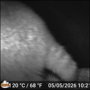black and white trailcam photo: A raccoon right in front of the camera close to the ground showing only the back end and tail.
