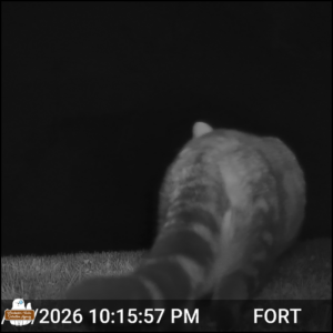 black and white trailcam photo: A tabby cat right in front of the camera close to the ground, mostly the back end and tail of the cat.