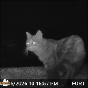black and white trailcam photo: A tabby cat right in front of the camera close to the ground, the cat half turned looking over its left shoulder.