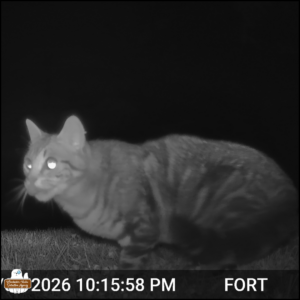 black and white trailcam photo: A tabby cat right in front of the camera close to the ground, the cat with tongue out or mouth open (hard to tell), crouched low in the grass.