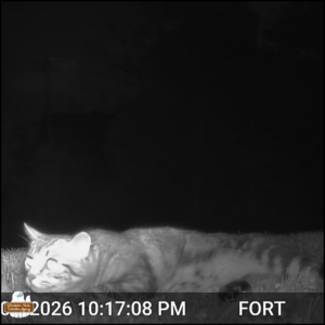 black and white trailcam photo: A tabby cat right in front of the camera close to the ground, the cat still staring at something off camera, crouching low and flat in the grass.