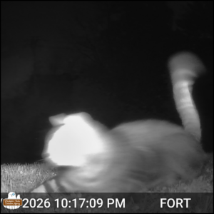 blurry black and white trailcam photo: A tabby cat right in front of the camera close to the ground, the cat in active startled motion