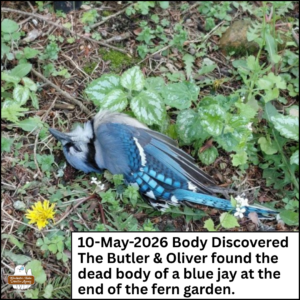 a dead blue jay's body looking peacefully asleep on the ground; caption: 10-May-2026 Body Discovered, the Butler and Oliver found the dead body of a blue jay at the end of the fern garden.