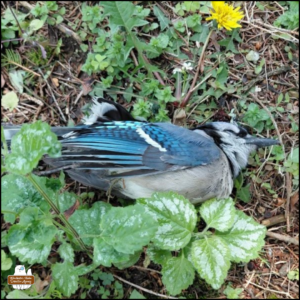 close up of a dead blue jay's body looking peacefully asleep on the ground