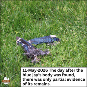 a blue jay's wing and cluster of feathers in the green grass; caption: 11-May-2026 The day after the blue jay’s body was found, there was only partial evidence of its remains.
