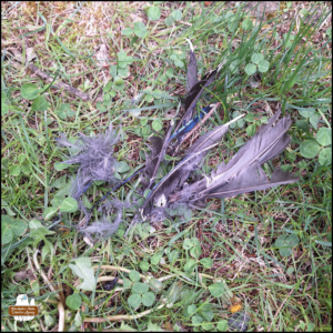 various blue jay feathers in clover and grass