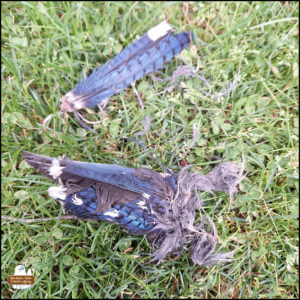 a blue jay's wing and cluster of feathers in the green grass.