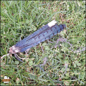a cluster of blue jay's feathers in a clump (possibly tail feathers) in the grass
