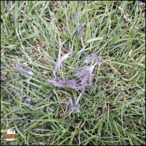 various soft downy blue jay feathers in the grass