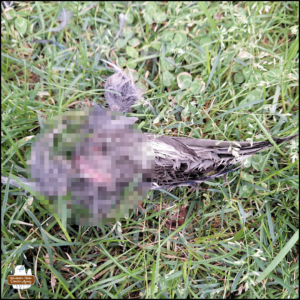 pixelated a blue jay's wing turned upside-down in the green grass.